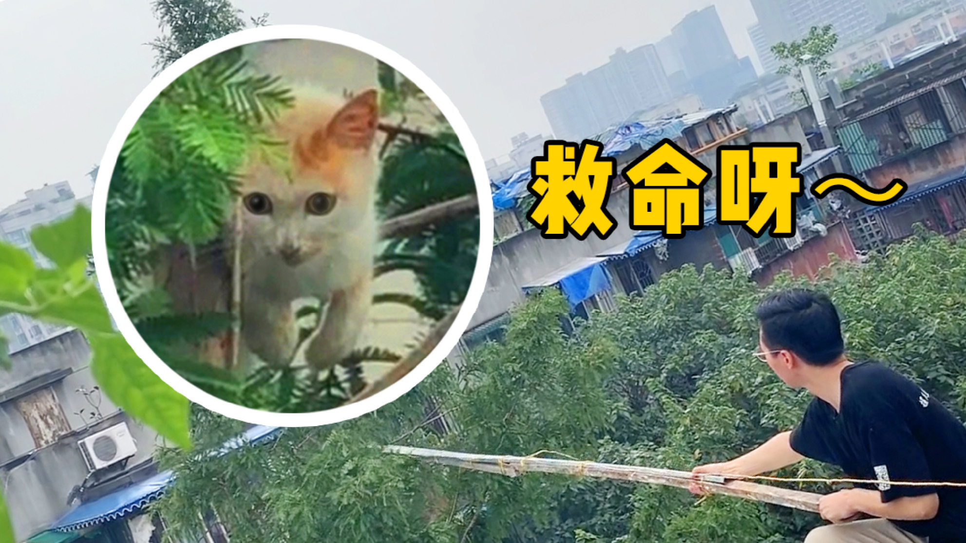 白橘25米高树呼救:救命呀,这七天我只能舔雨水续命!